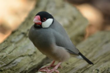 「ふみお」の自己紹介と本ブログの紹介